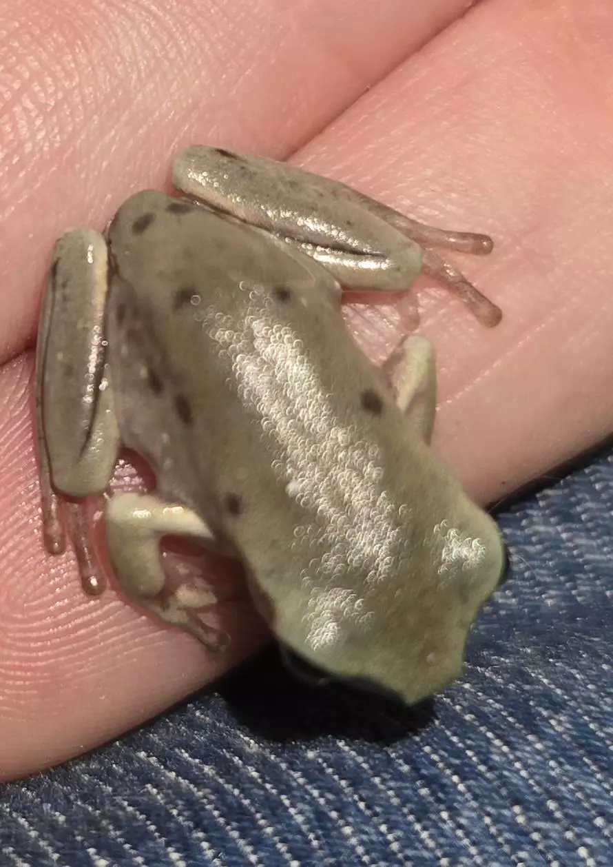 plant/EXAMPLE Het Blue eye urban camos Low expression-0