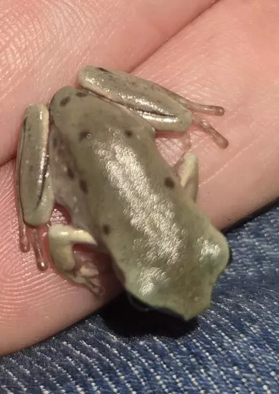 plant/EXAMPLE Het Blue eye urban camos Low expression-0-thumbnail