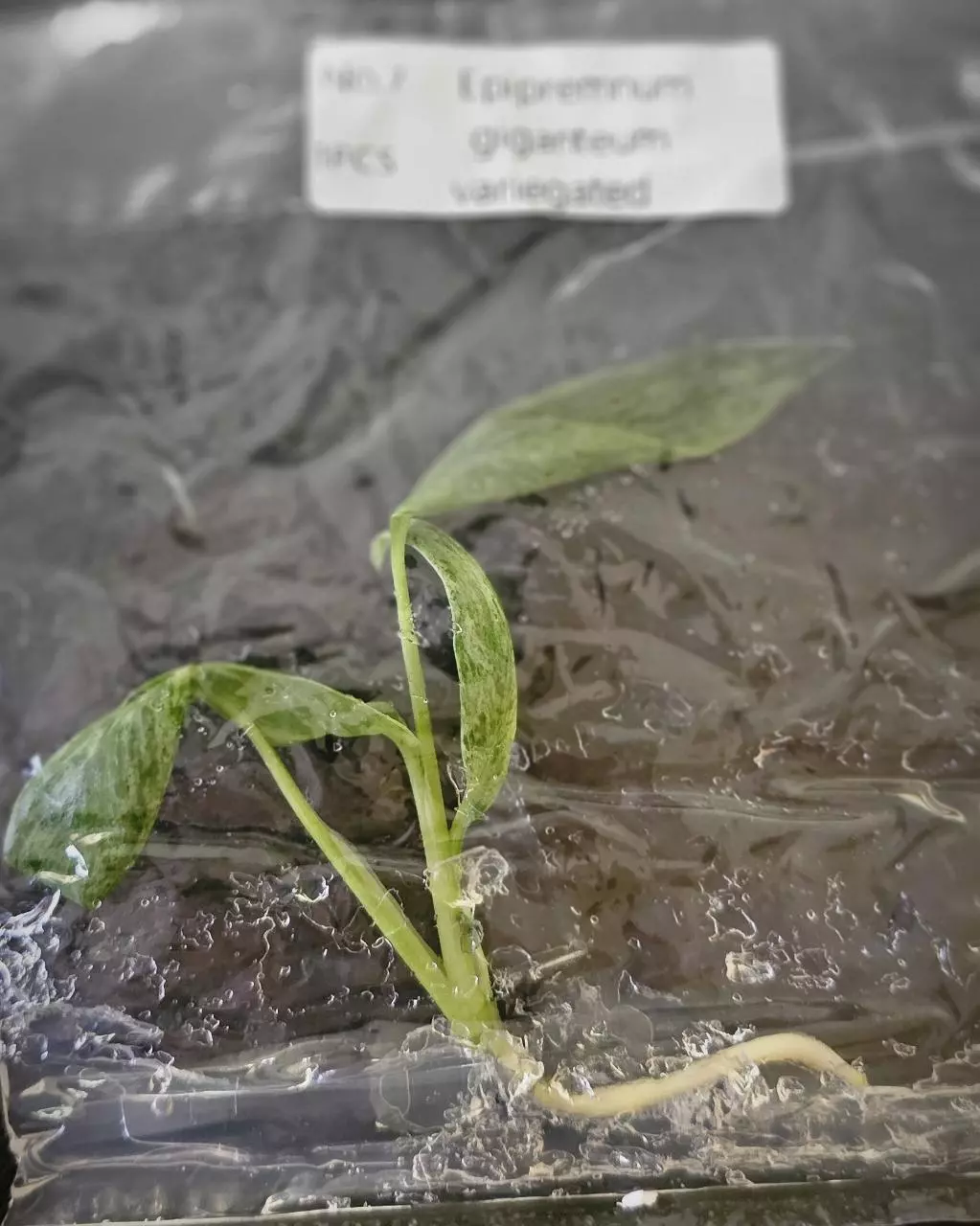 plant/Epipremnum Blizzard Variegated TC Grower's Choice-0