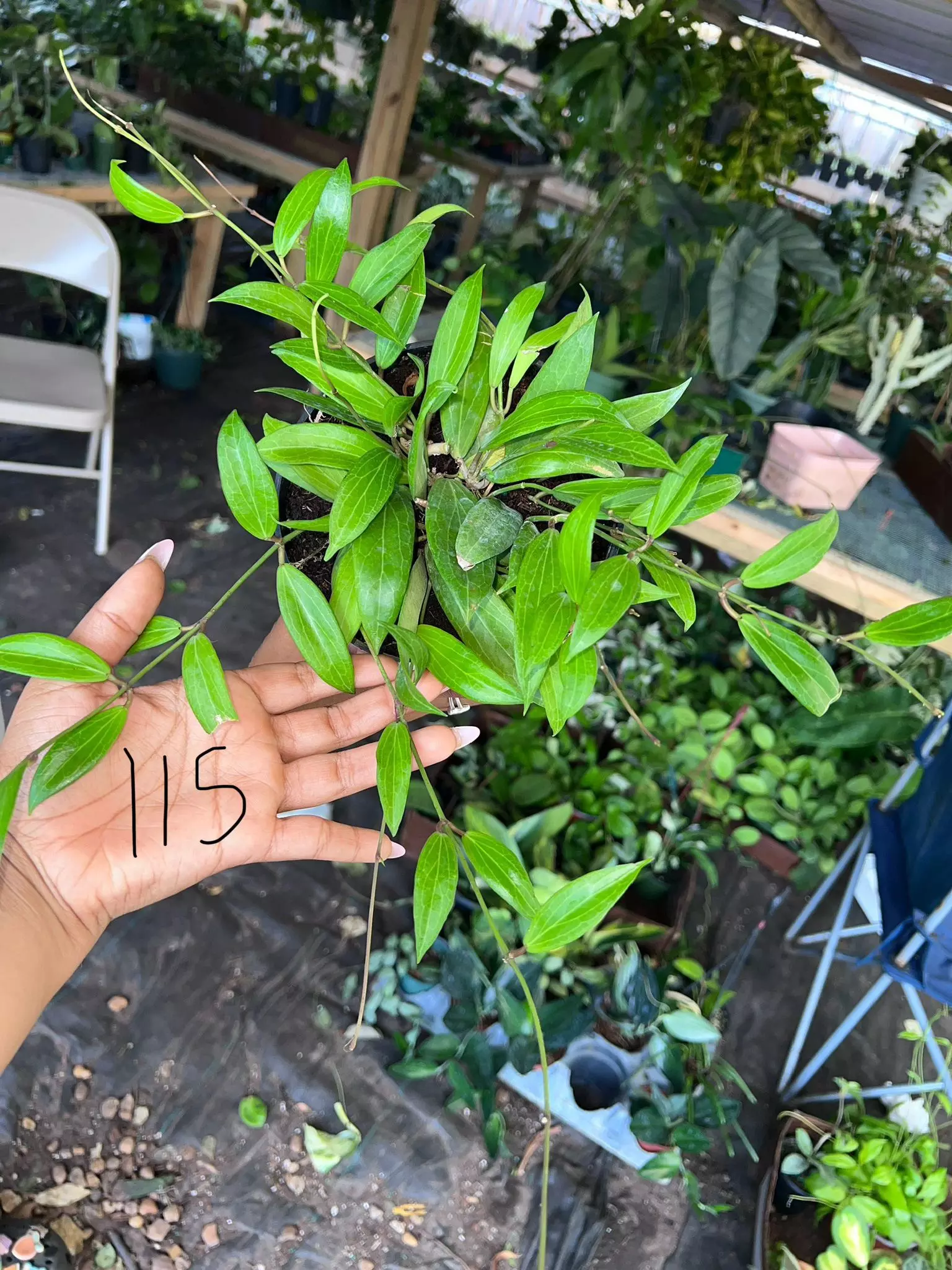 plant/HOYA VALMAYORIANA 6" 117P-0
