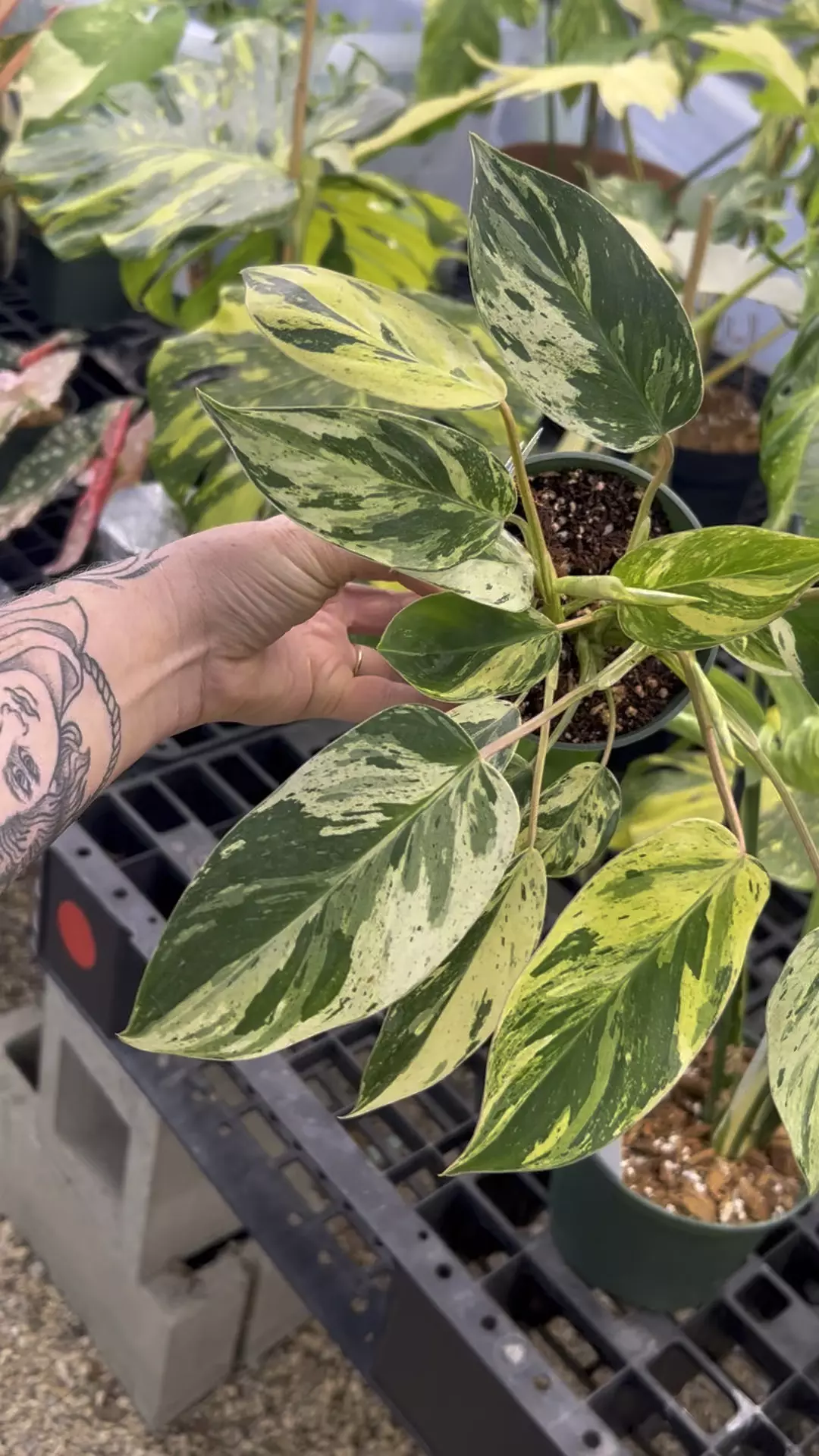 plant/PL231: Philodendron Emerald Queen-0