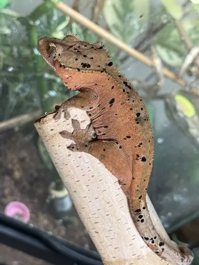 plant/11- Ladybug x Jammin’- almost RTB female-2-thumbnail