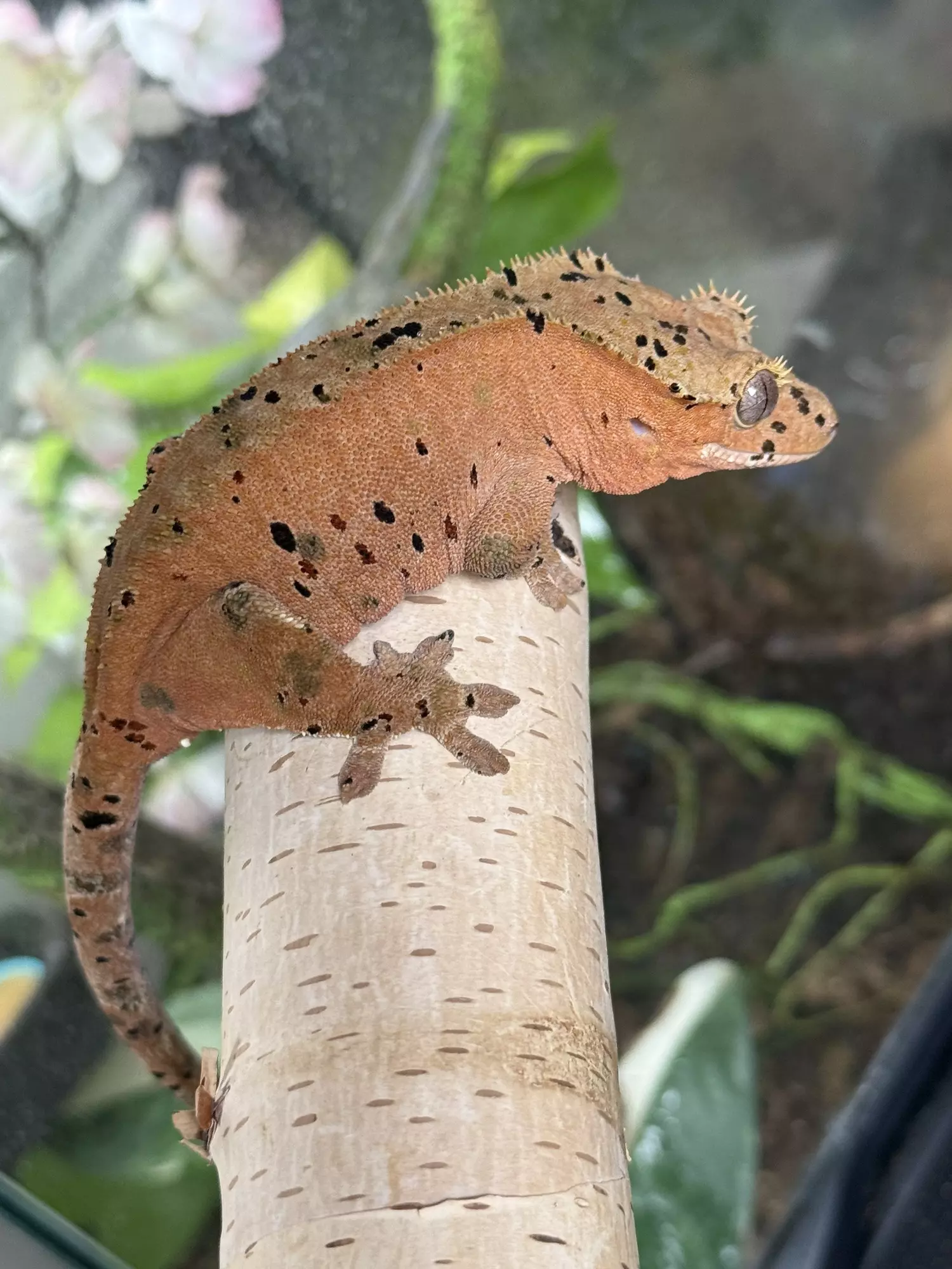 plant/11- Ladybug x Jammin’- almost RTB female-1