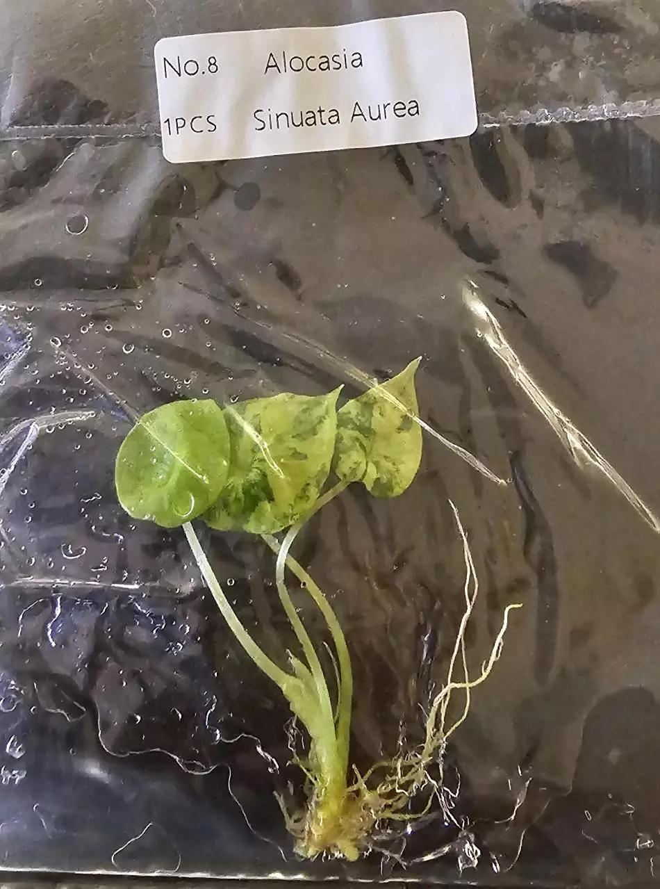 plant/Alocasia Sinuata Aurea Variegated TC Grower's Choice-4