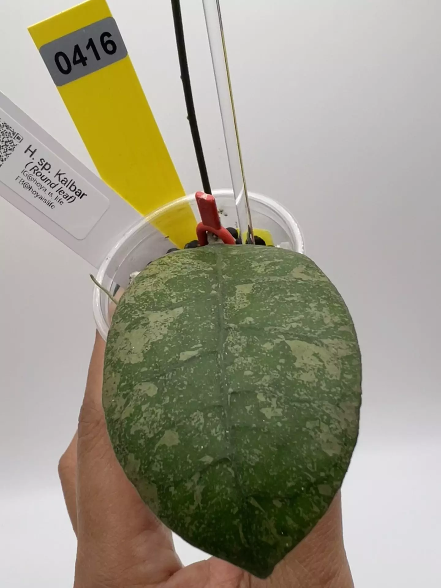 plant/Sp. Kalbar Round leaf-1