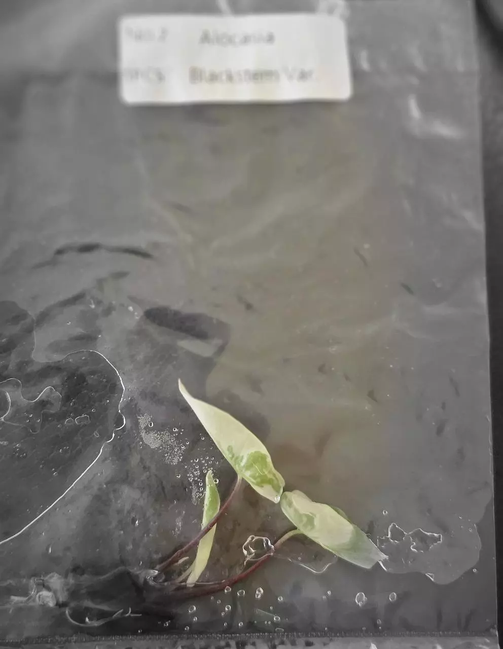 plant/Alocasia Blackstem Variegated TC Grower's Choice-1