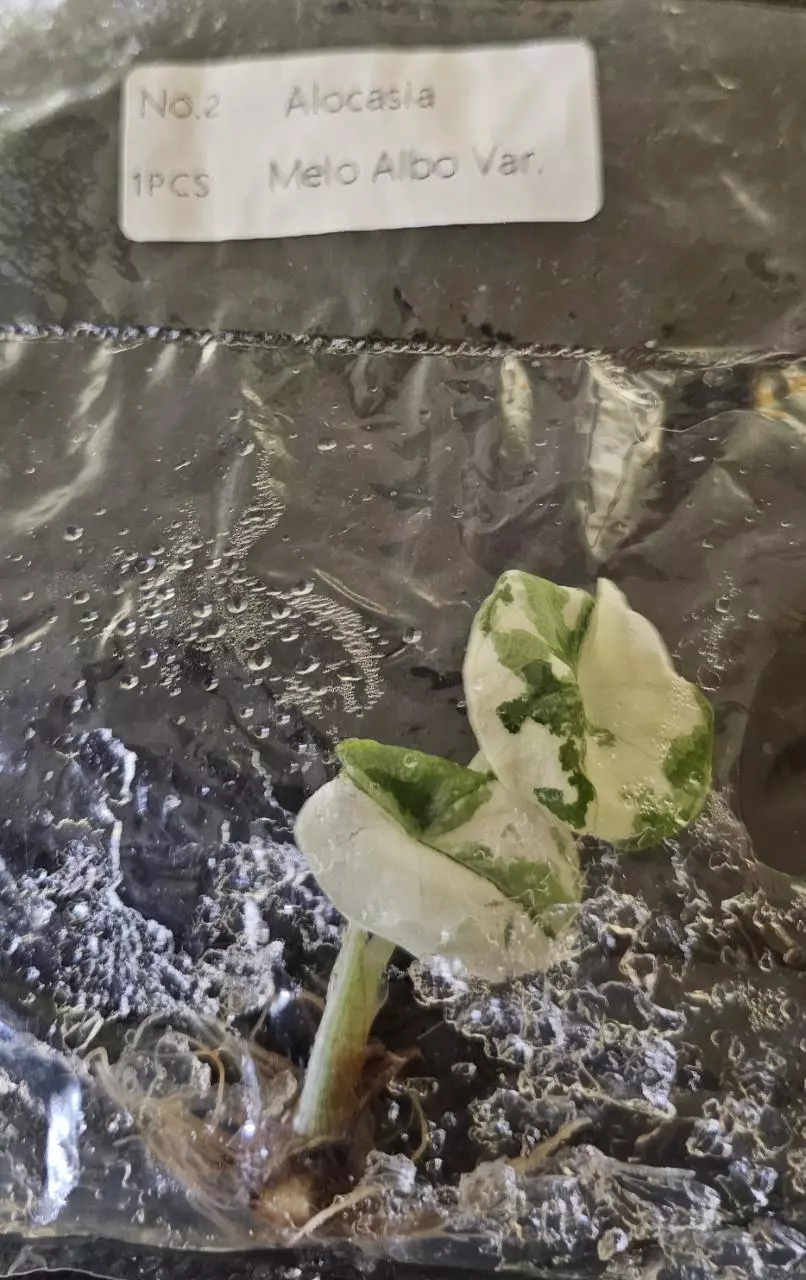 plant/Alocasia Melo Albo Variegated TC Grower's Choice-1