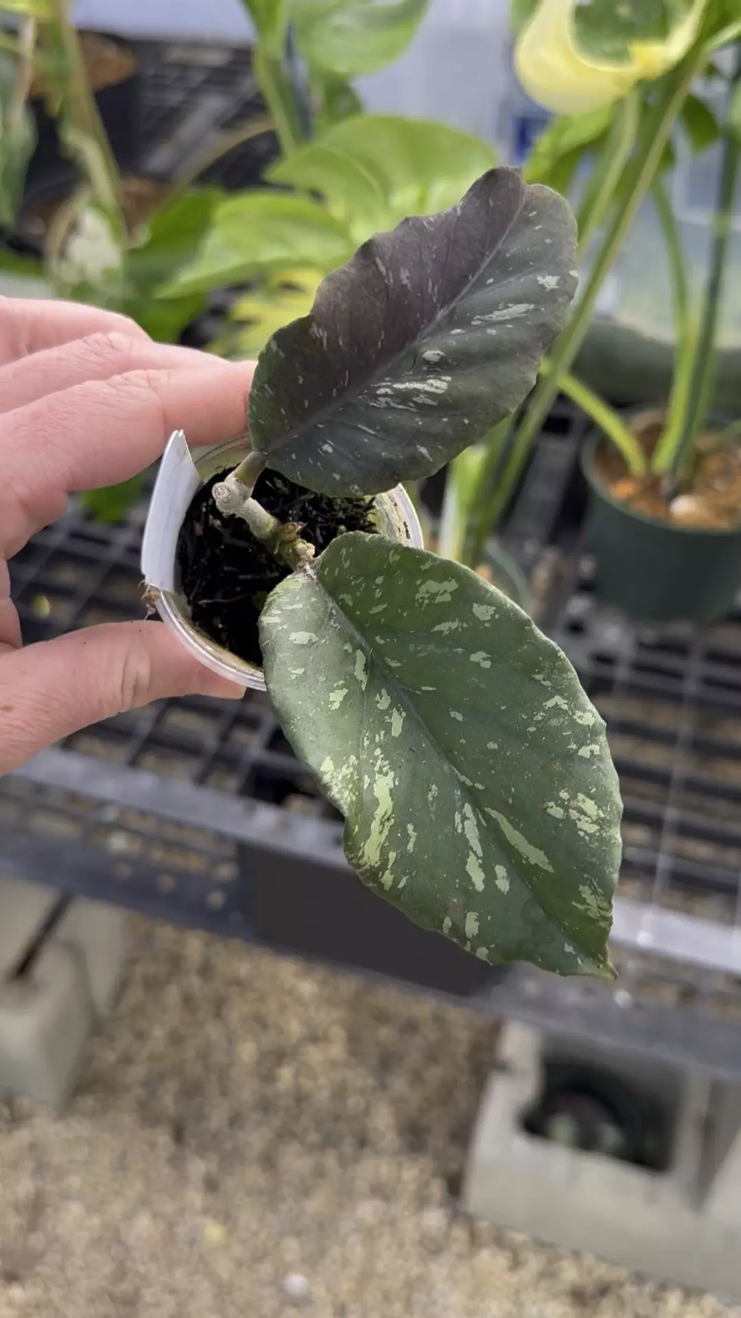 plant/PL267: Ganung Leuser ‘Minohara’-0