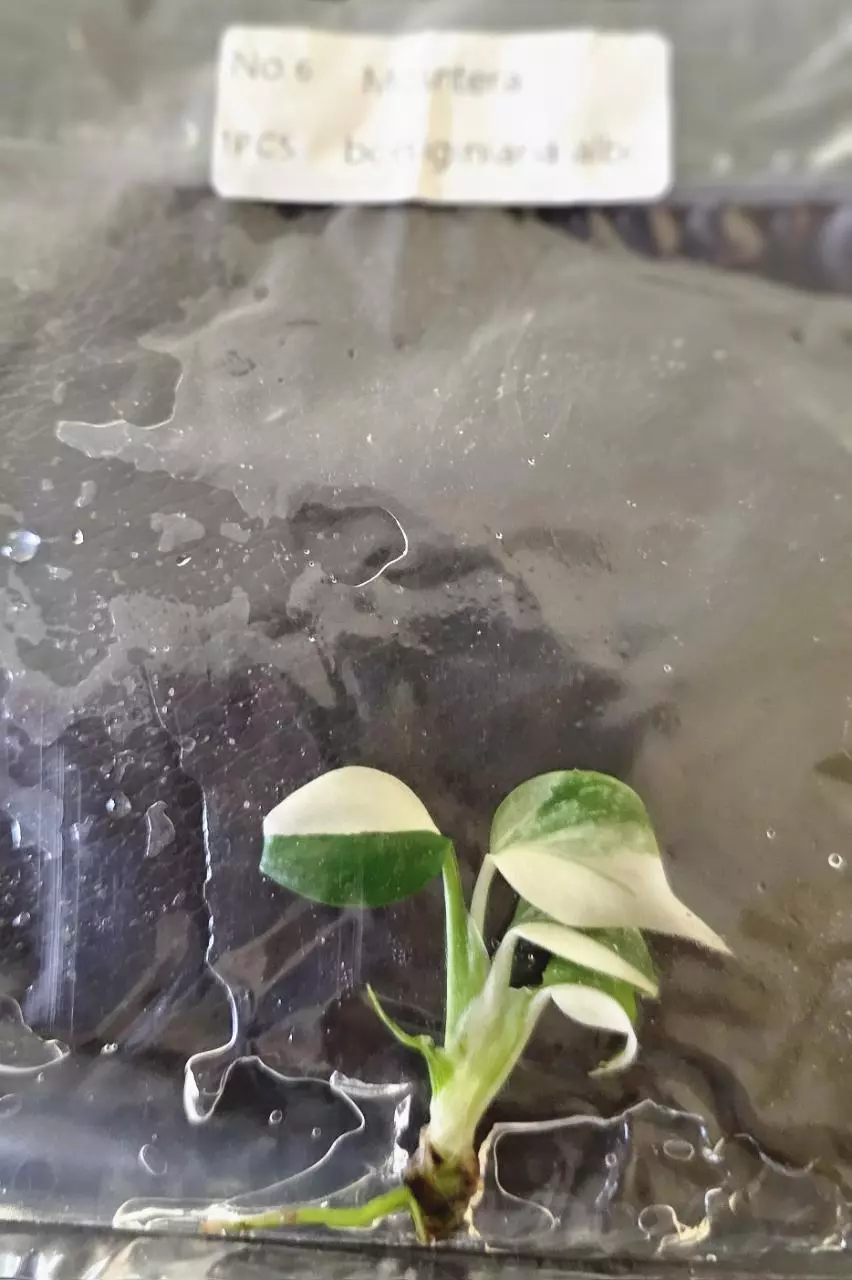 plant/Monstera Borsigiana Albo Tissue Culture Grower's Choice-1