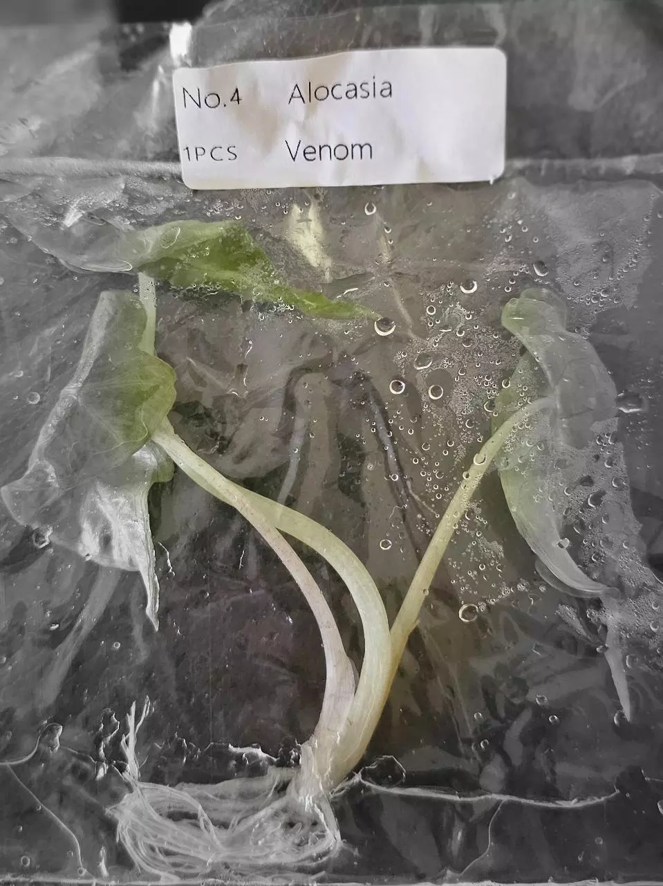 plant/Alocasia Venom Tissue Culture Grower's Choice-4