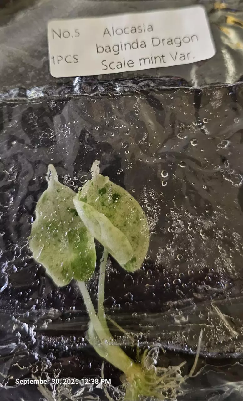 plant/Alocasia Baginda Dragon Scale Mint Tissue Culture Grower's Choice-1