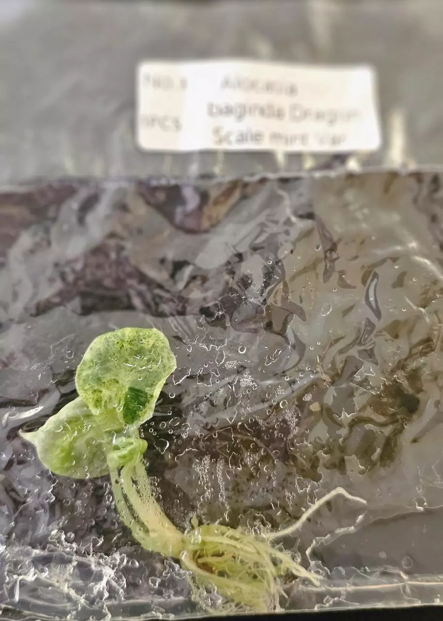 plant/Alocasia Baginda Dragon Scale Mint Tissue Culture Grower's Choice-4