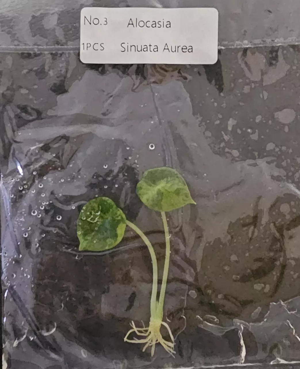 plant/Alocasia Sinuata Aurea Variegated TC Grower's Choice-1
