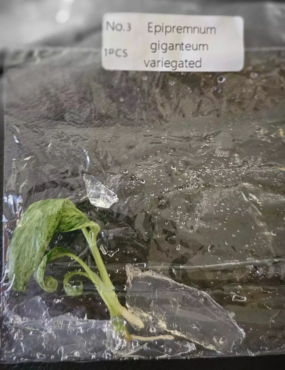 plant/Epipremnum Blizzard Variegated TC Grower's Choice-4