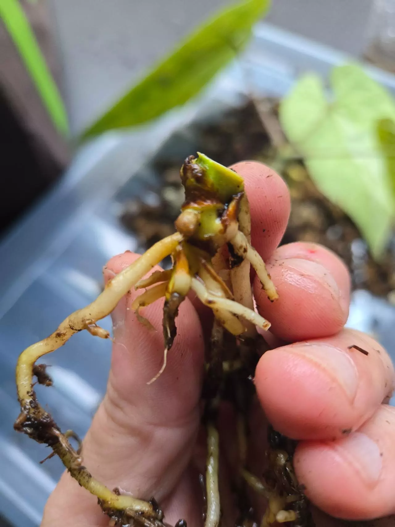 plant/*BUTT CUT* Anthurium Variegated Papi x AOS-1