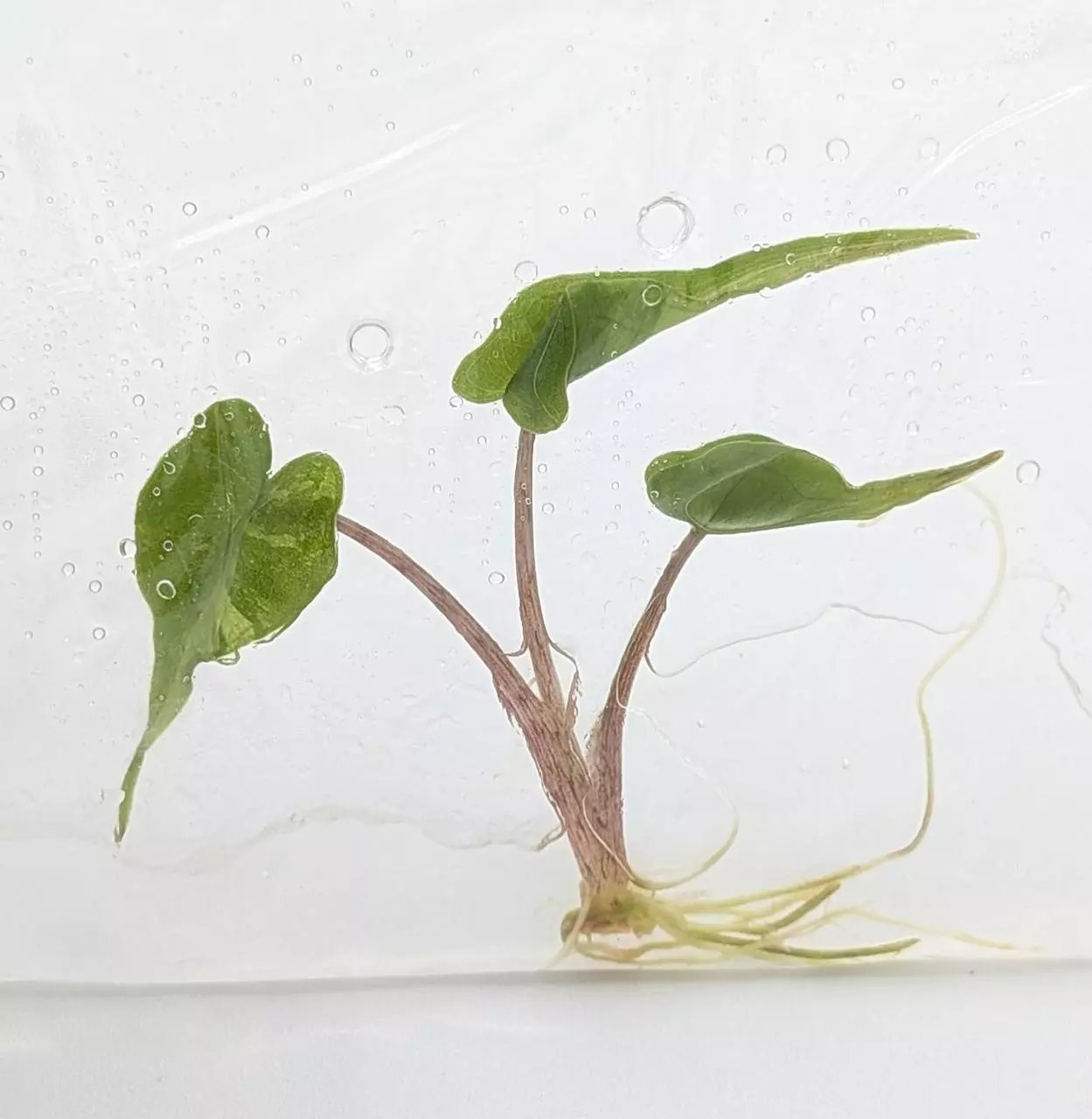 plant/Seller's choice! Alocasia stingray var-0