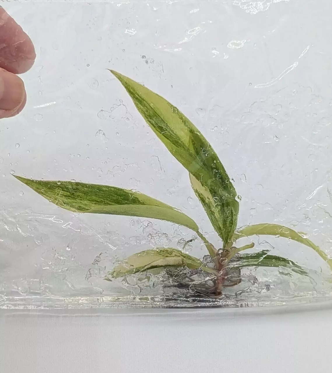 plant/Seller's choice! Philodendron Caramel Marble TC in bag-0