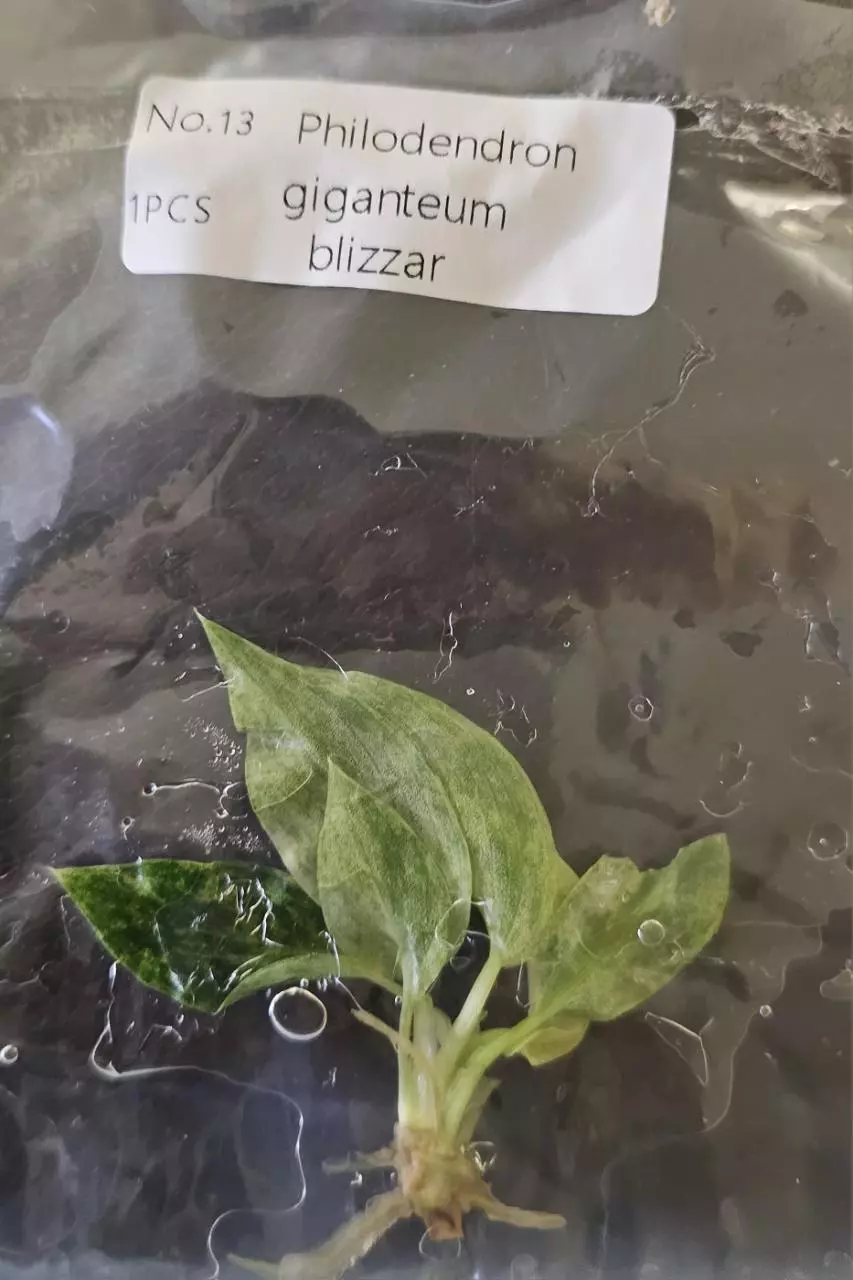 plant/Philodendron Giganteum Blizzard Tissue Culture Grower's Choice-1