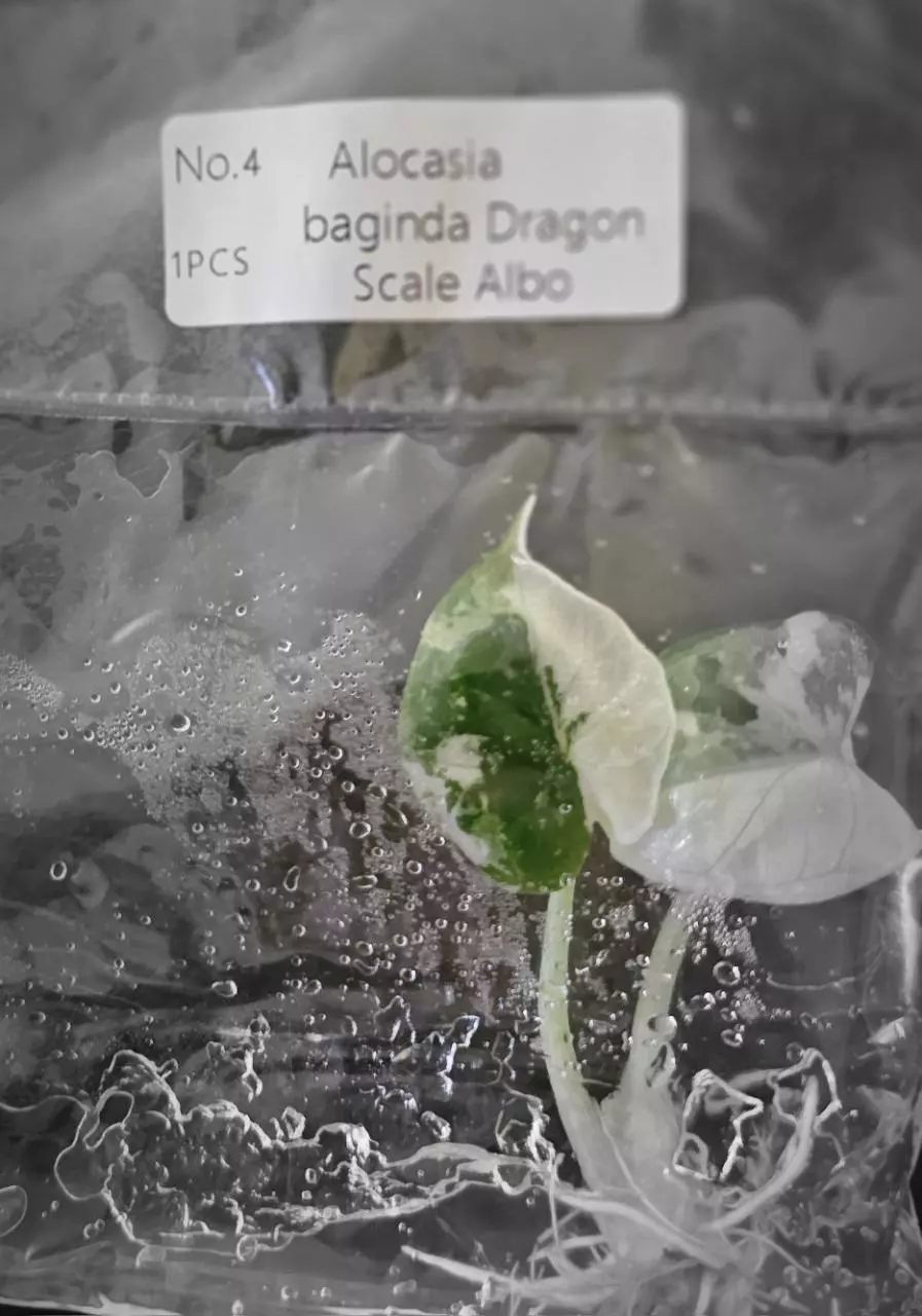 plant/Alocasia Baginda Dragon Scale Albo Tissue Cultures Grower's Choice-1
