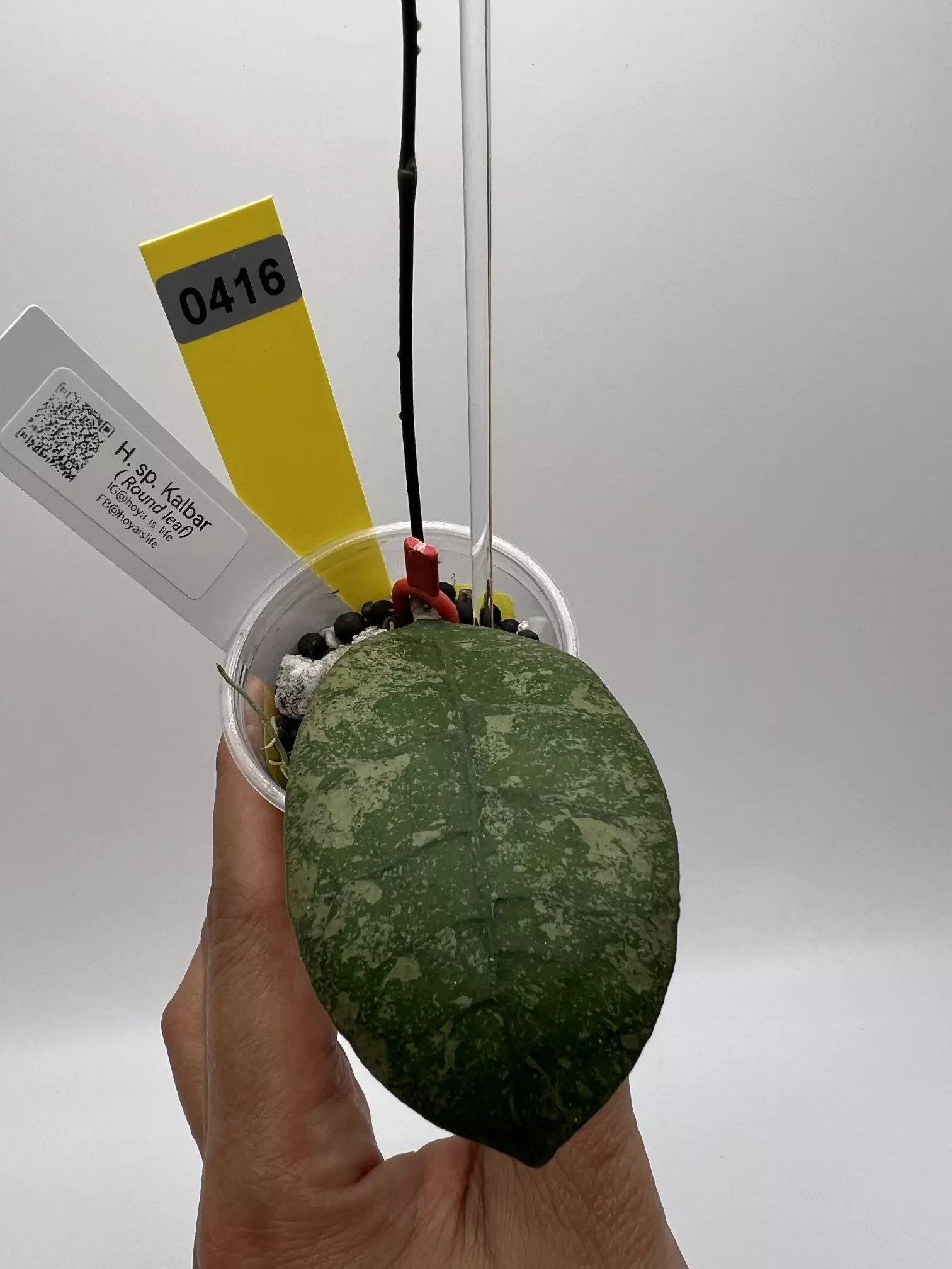 plant/Sp. Kalbar Round leaf-0