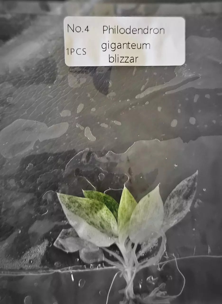 plant/Philodendron Giganteum Blizzard Tissue Culture Grower's Choice-0