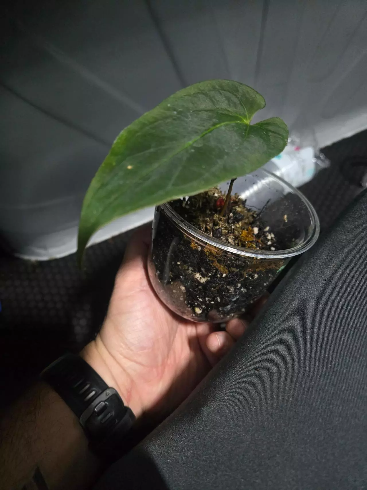 plant/Anthurium Ree Garden x Long Bullet, 01-1