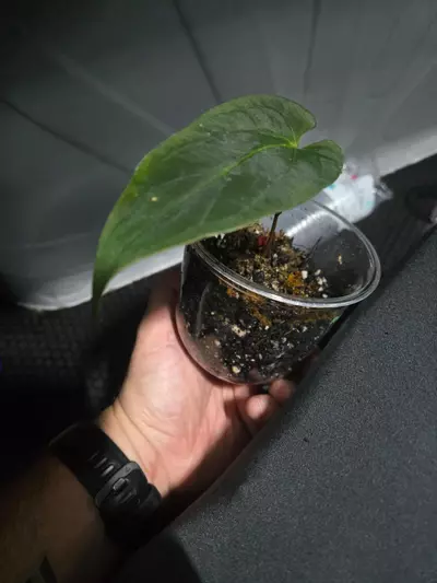 plant/Anthurium Ree Garden x Long Bullet, 01-1-thumbnail