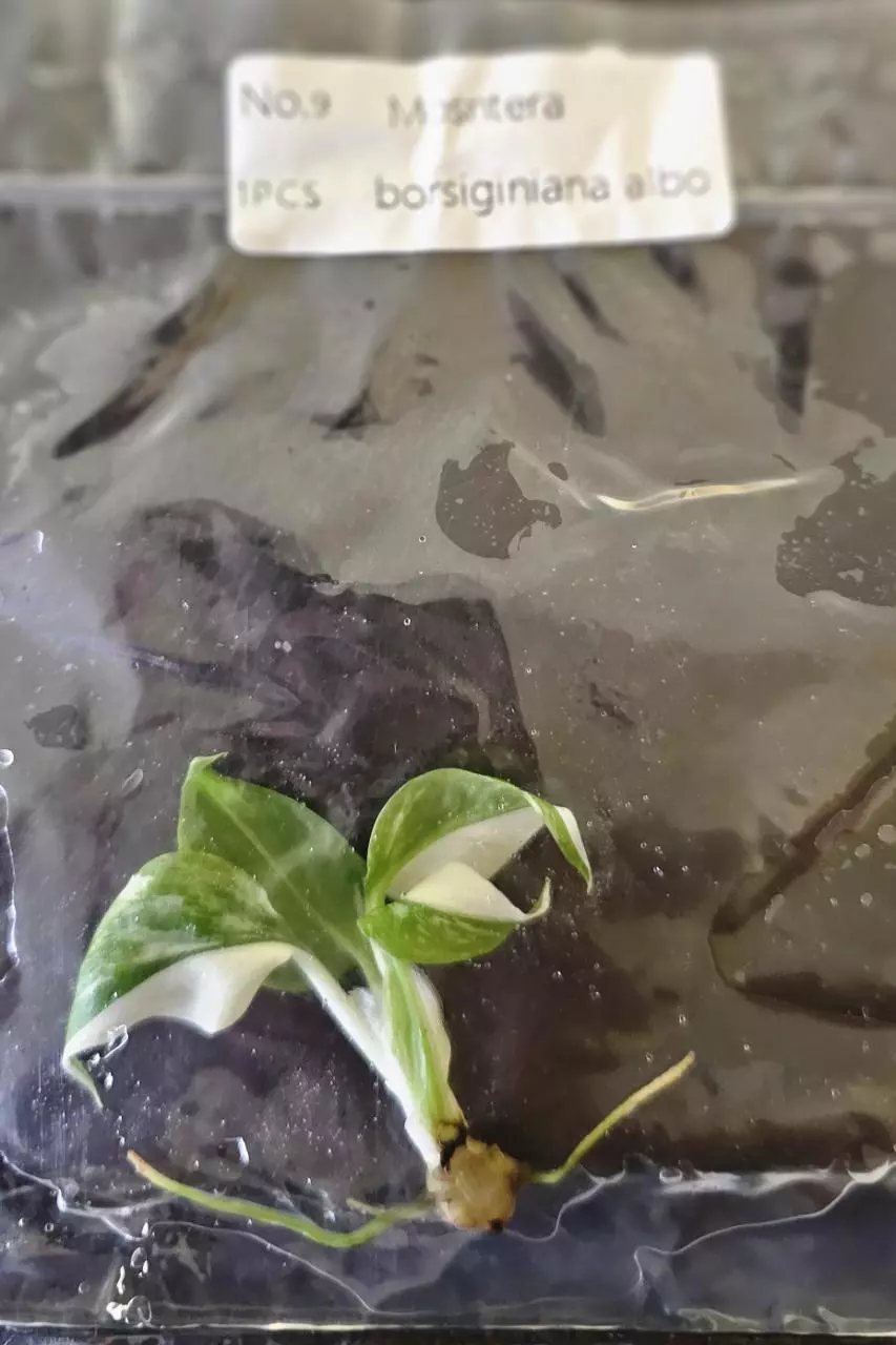 plant/Monstera Borsigiana Albo Tissue Culture Grower's Choice-4