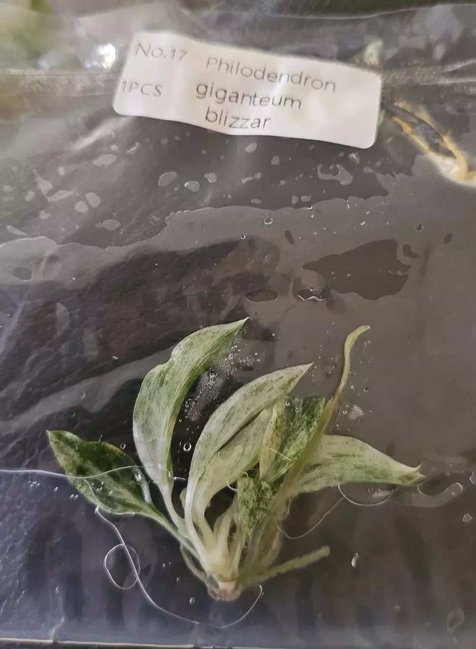 plant/Philodendron Giganteum Blizzard Tissue Culture Grower's Choice-4
