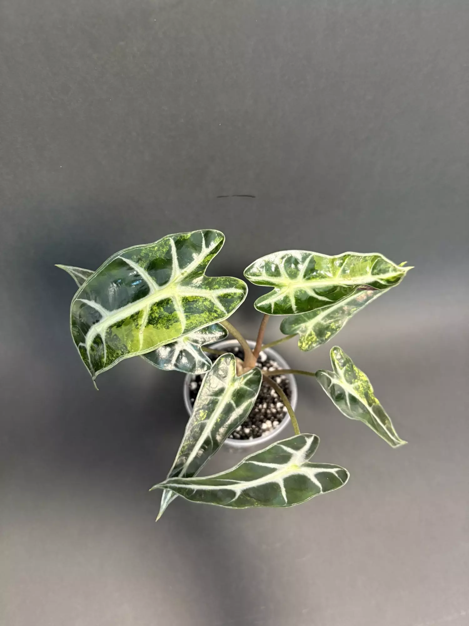 plant/Bambino Aurea A-0