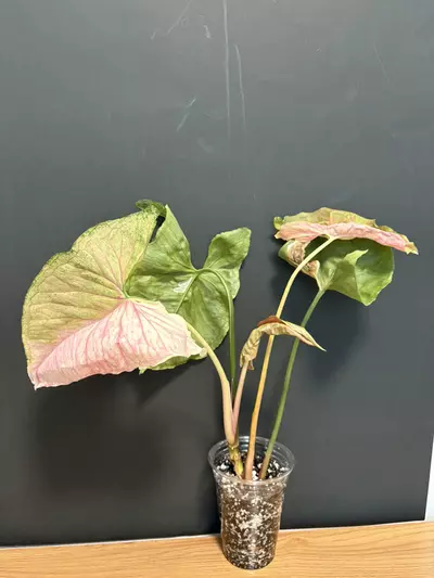 plant/Strawberry Ice - C-1-thumbnail