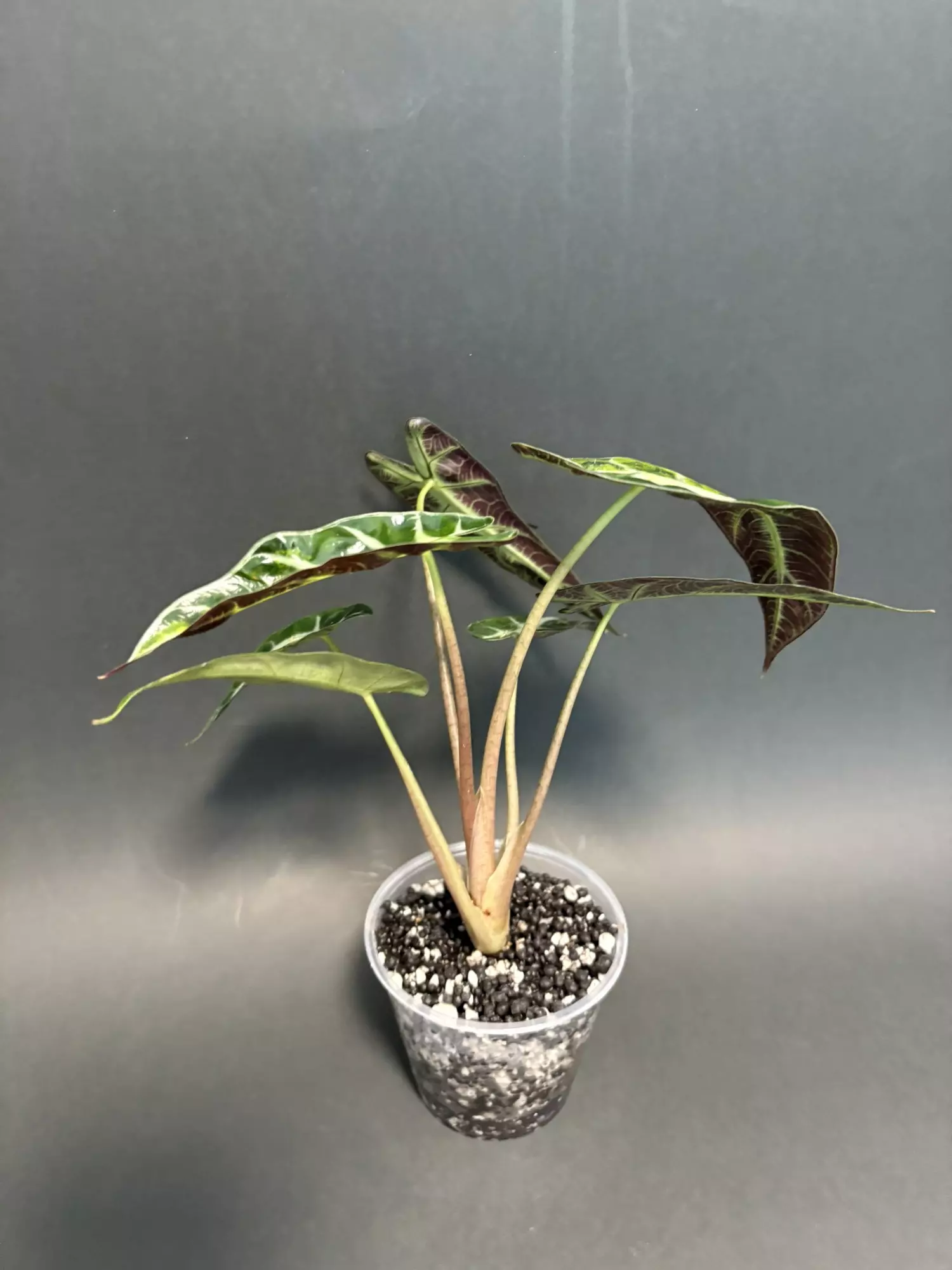 plant/Bambino Aurea A-1