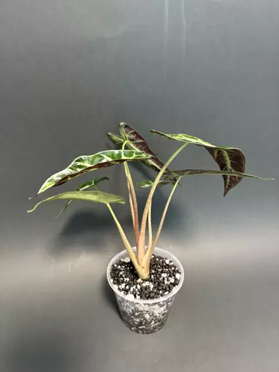 plant/Bambino Aurea A-1-thumbnail