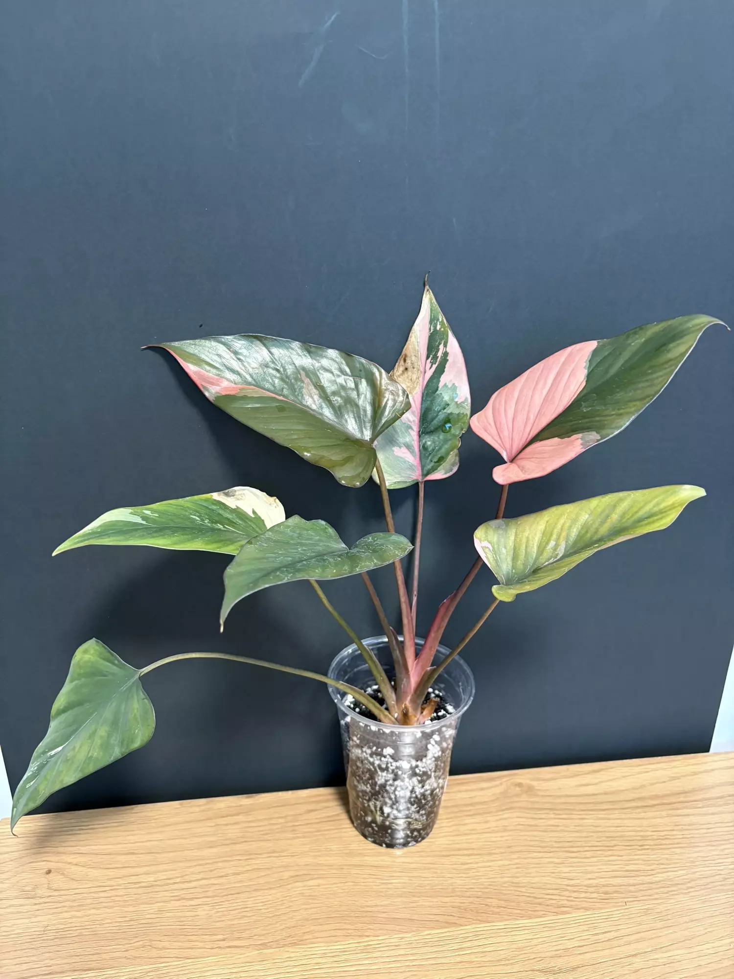 plant/Pink Diamond - A-1