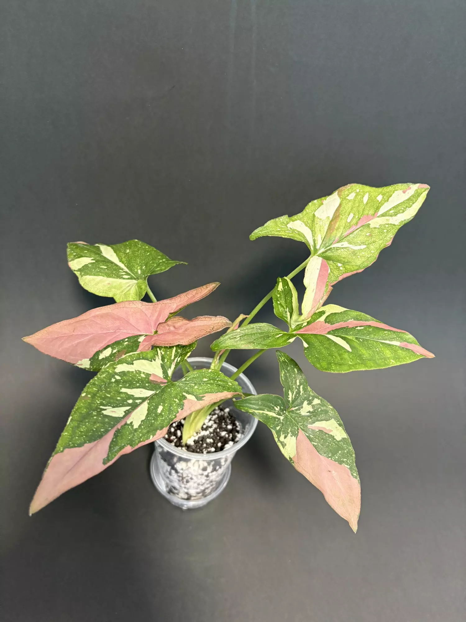 plant/Tricolor syngonium - A-2