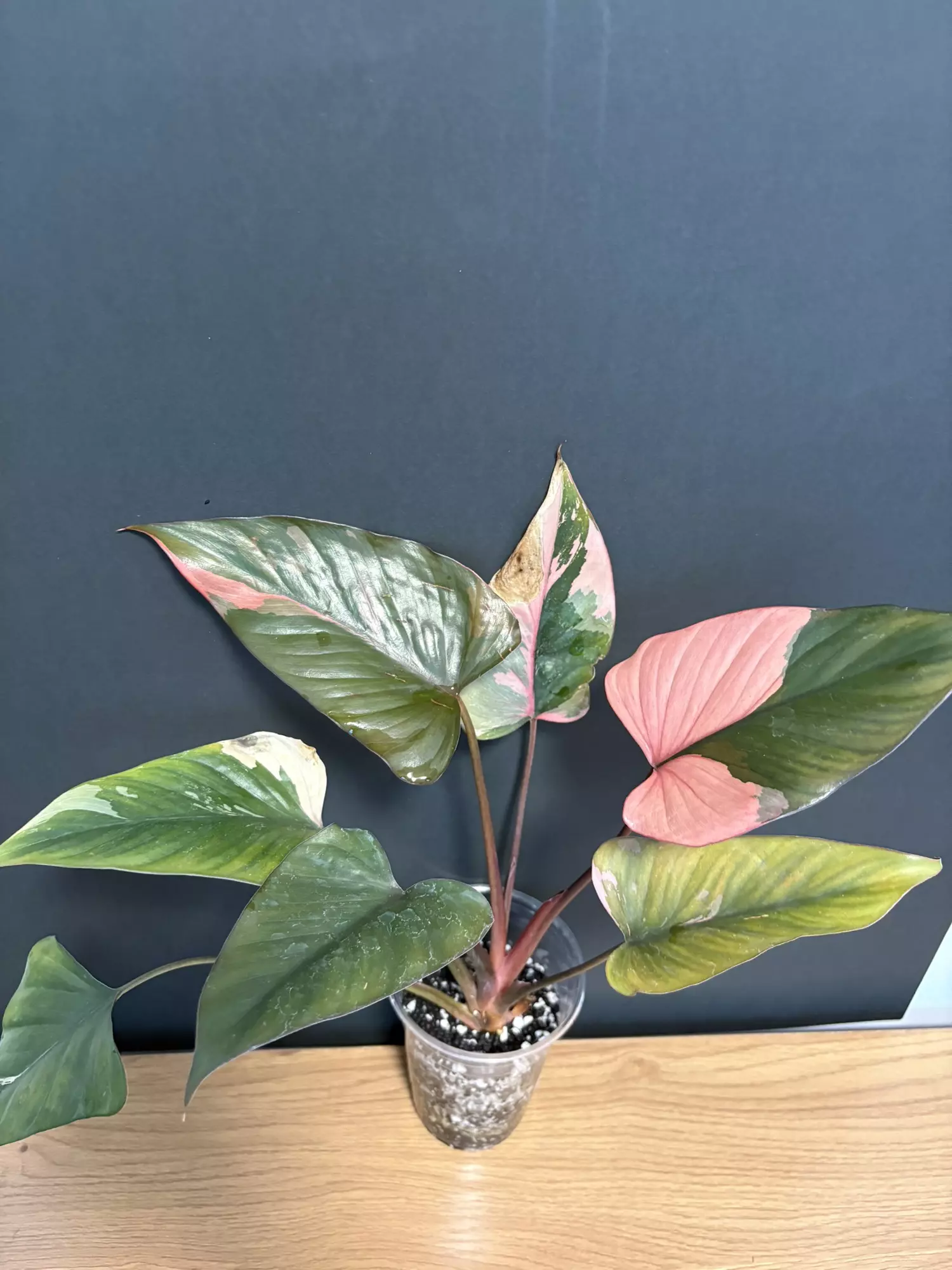 plant/Pink Diamond - A-0