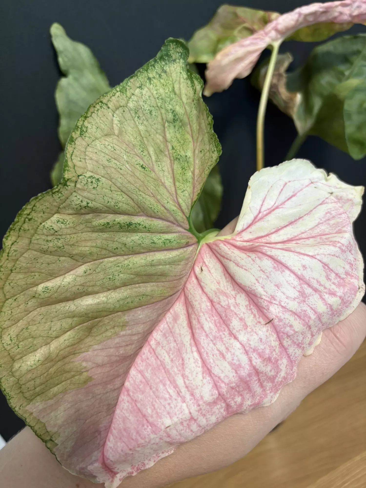 plant/Strawberry Ice - C-0