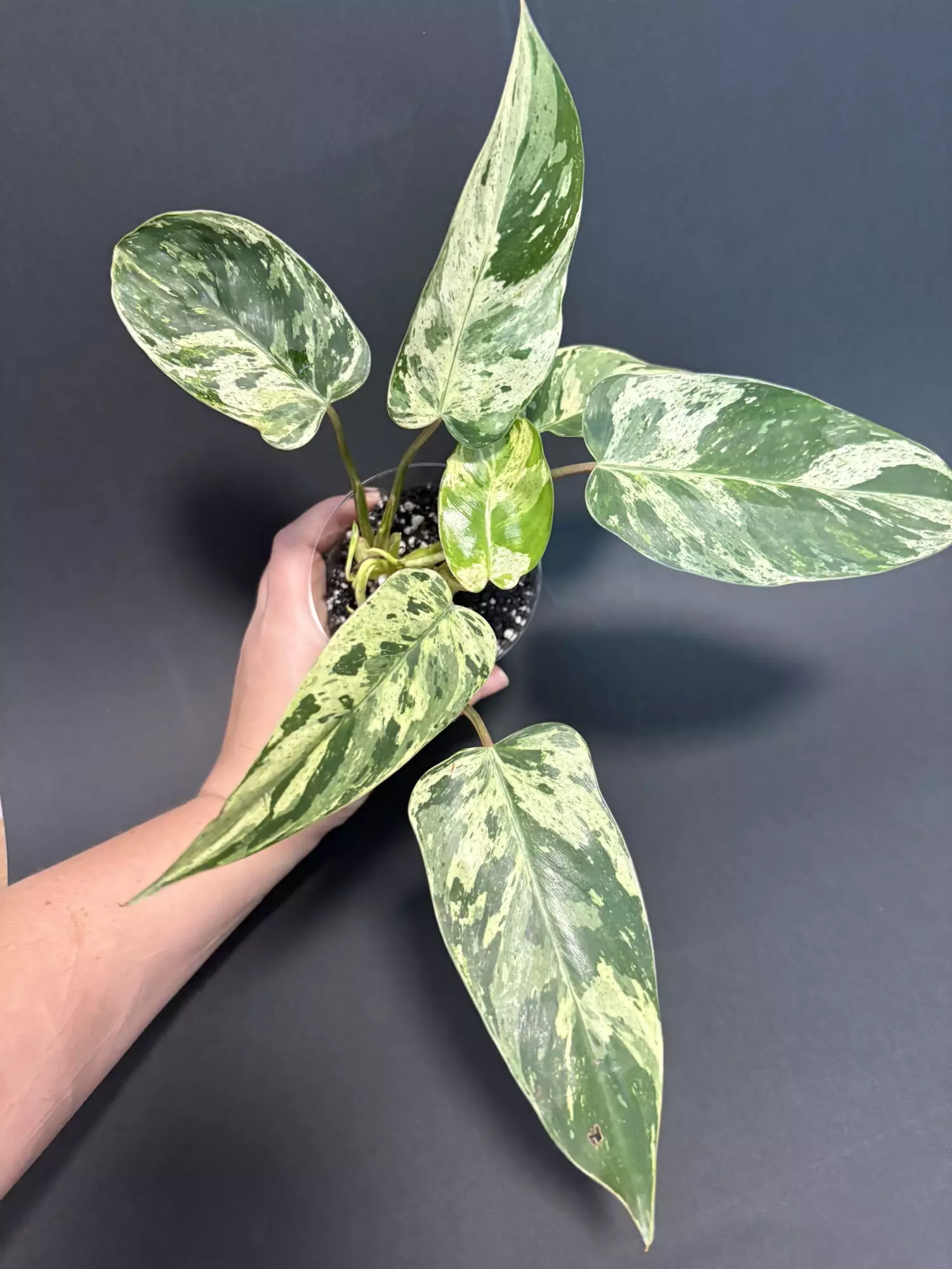 plant/Var. Emerald Queen  - C-1