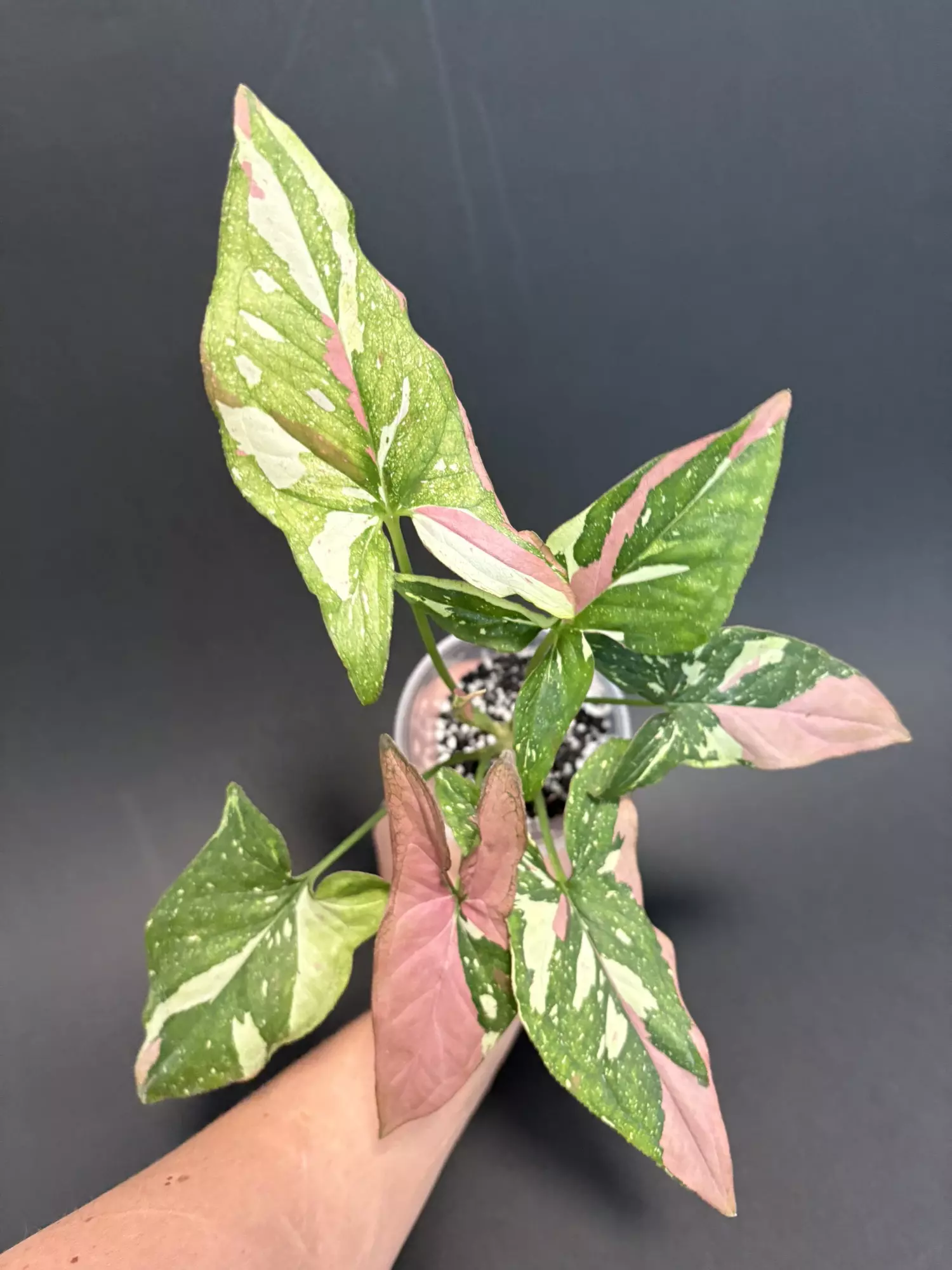 plant/Tricolor syngonium - A-0