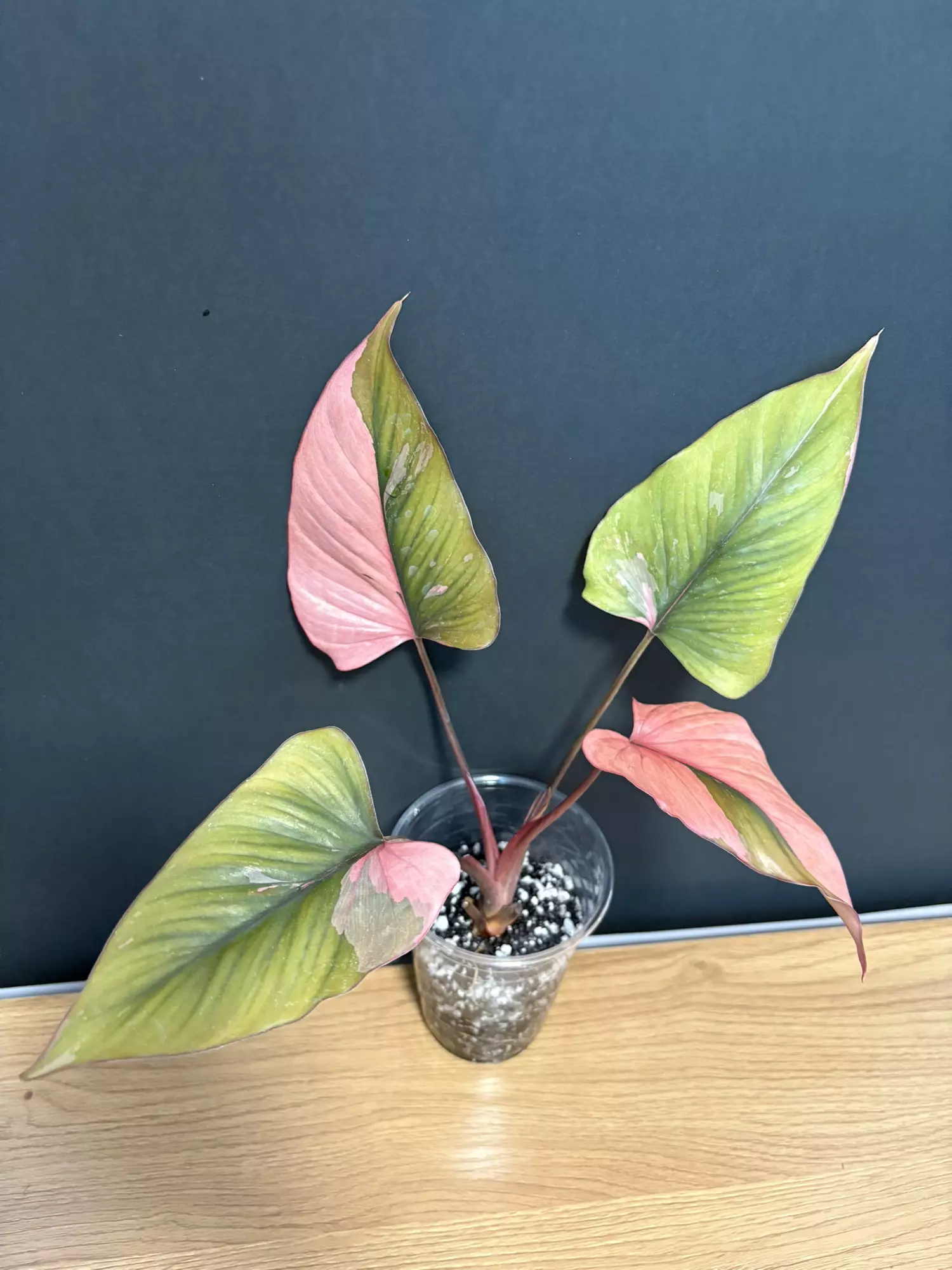 plant/Pink Diamond - C-0