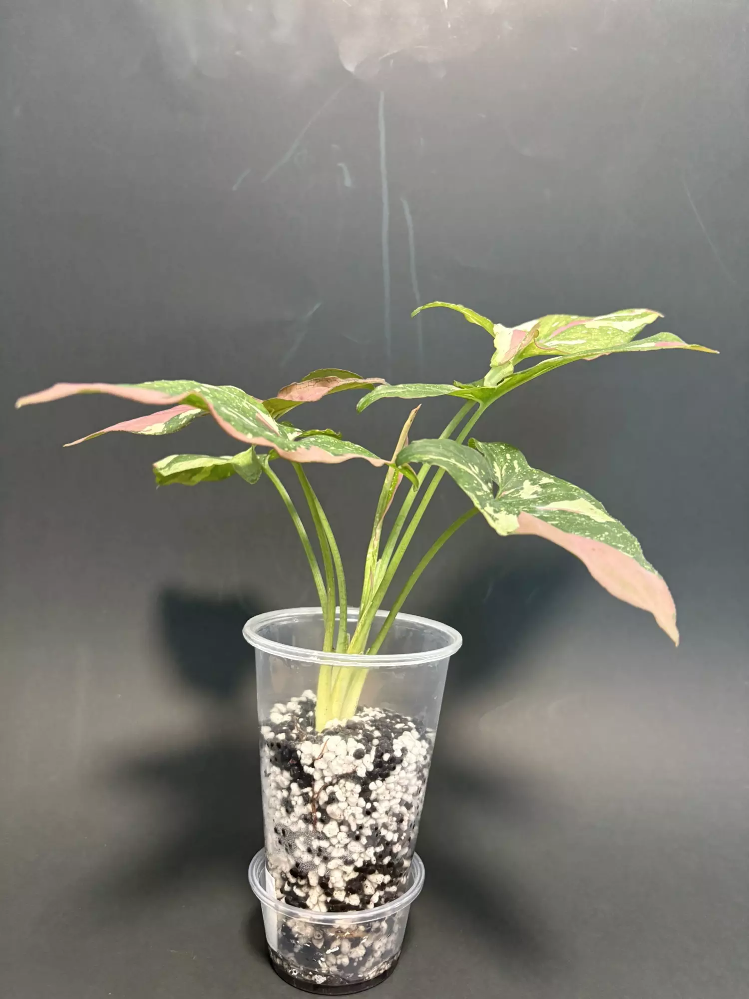 plant/Tricolor syngonium - A-1