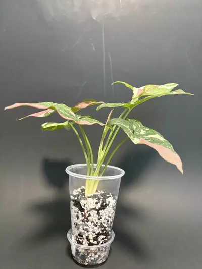 plant/Tricolor syngonium - A-1-thumbnail