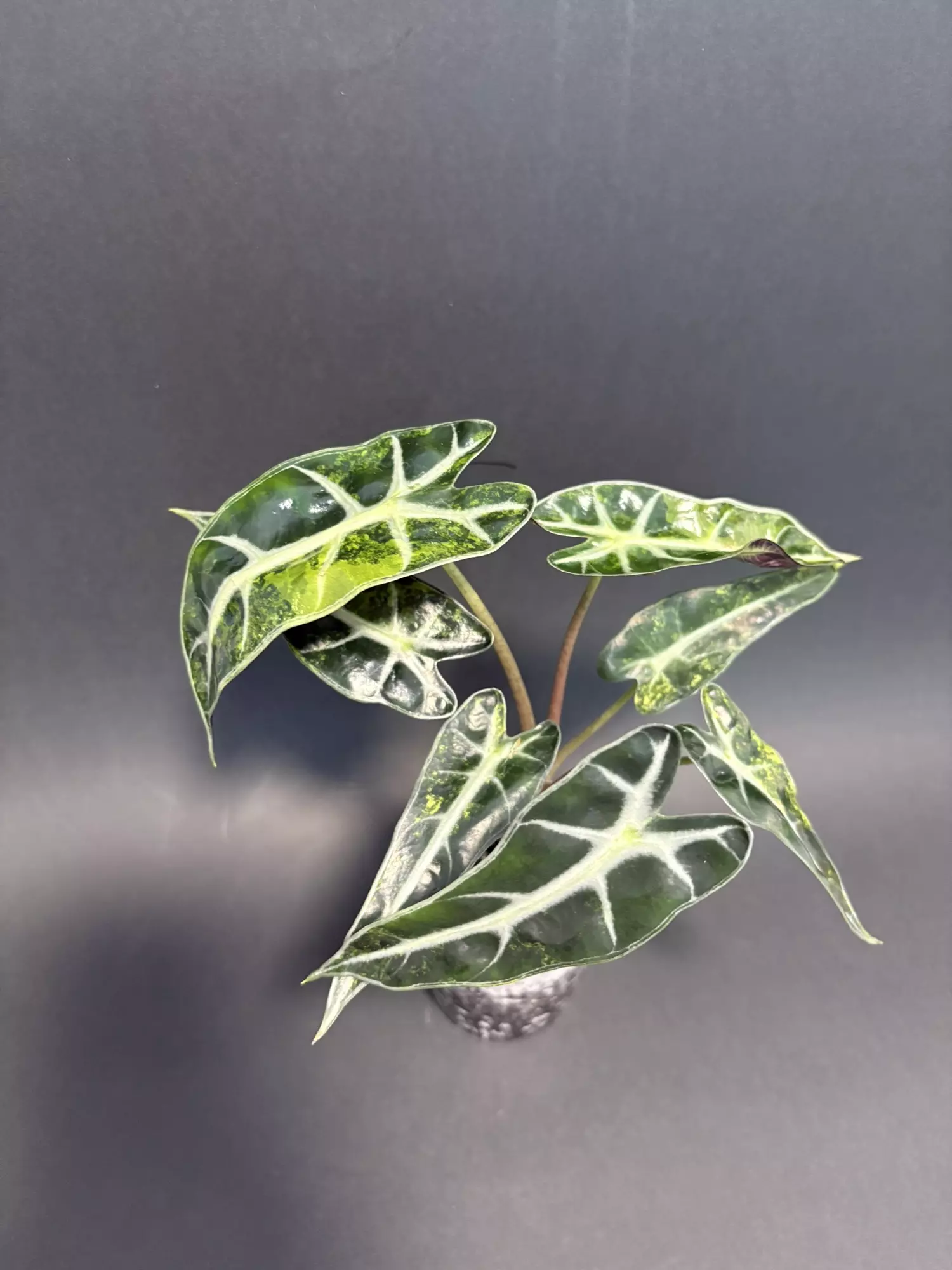 plant/Bambino Aurea A-2