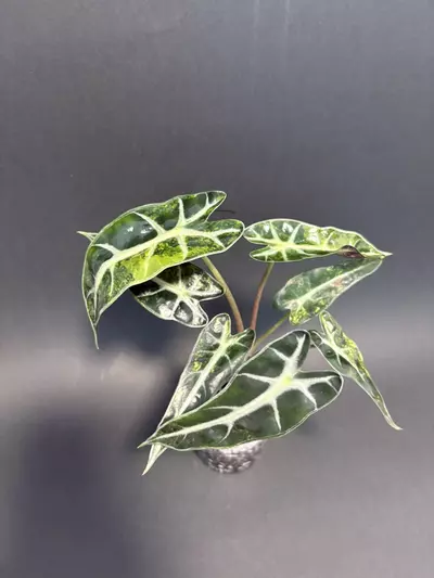 plant/Bambino Aurea A-2-thumbnail