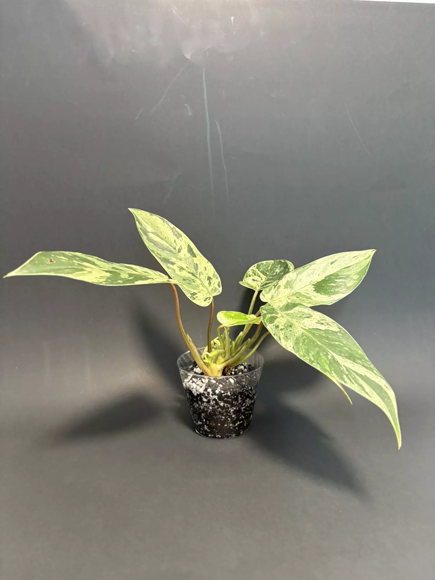 plant/Var. Emerald Queen  - C-2