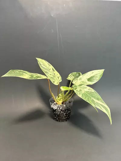 plant/Var. Emerald Queen  - C-2-thumbnail