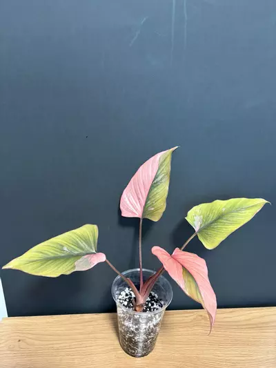 plant/Pink Diamond - C-1-thumbnail