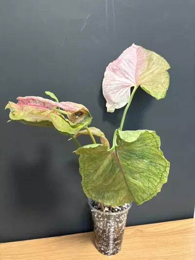 plant/Strawberry Ice - C-2-thumbnail