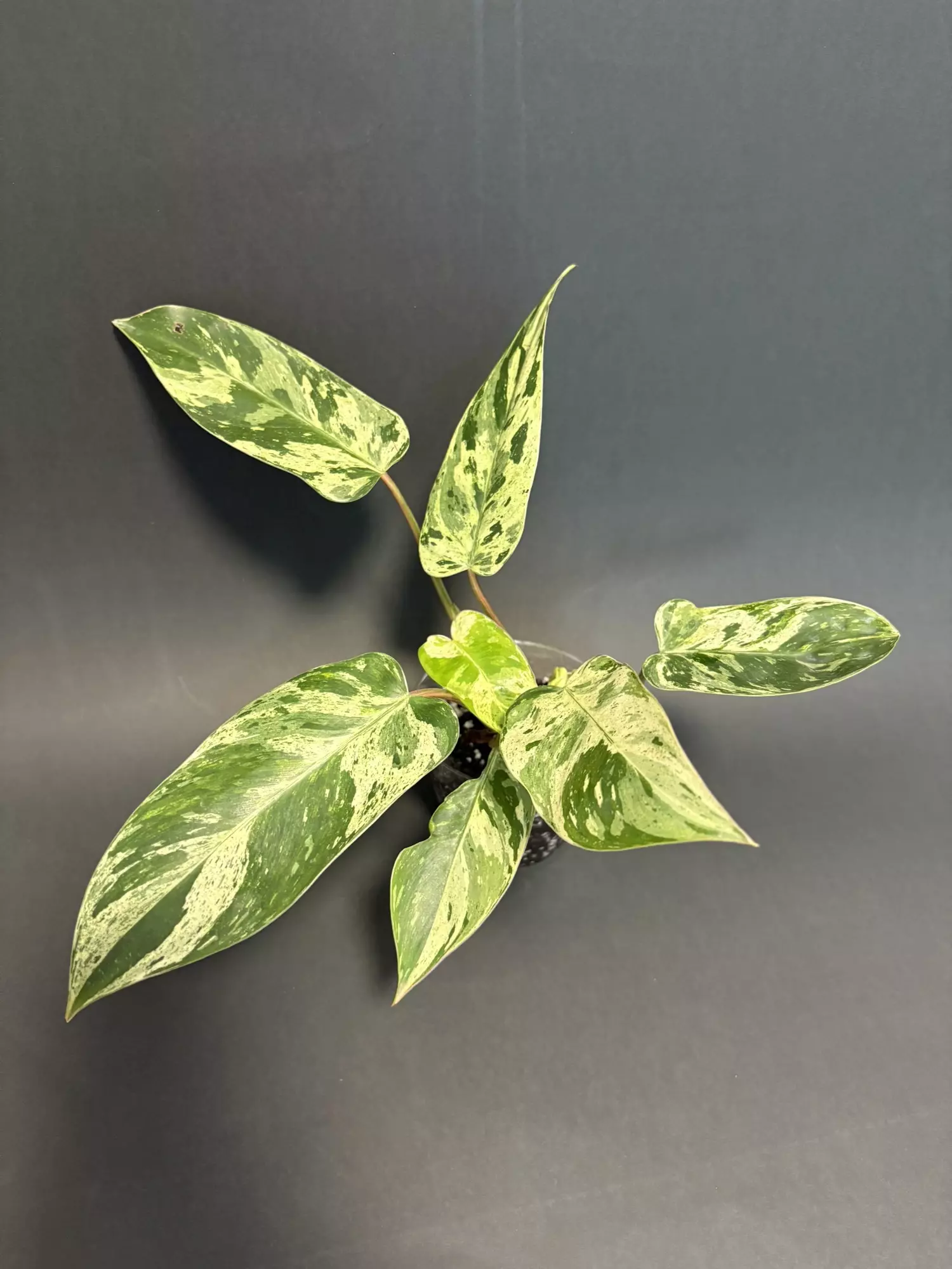 plant/Var. Emerald Queen  - C-0