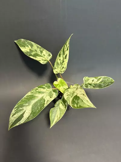 plant/Var. Emerald Queen  - C-0-thumbnail